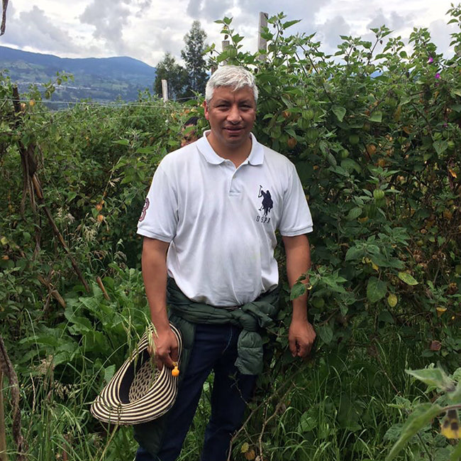 Golden berry farmer standing in front of golden berry bush