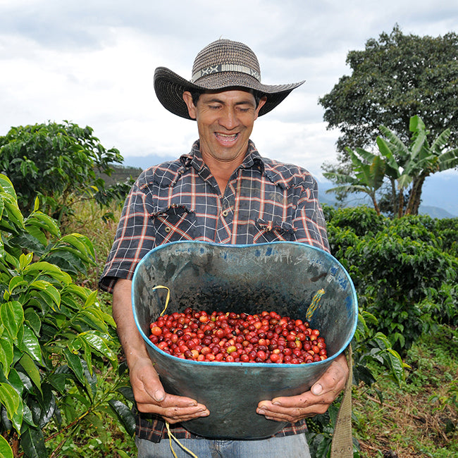 Male Colombian farmer holds bin of red coffee cherries, coffee trees beside