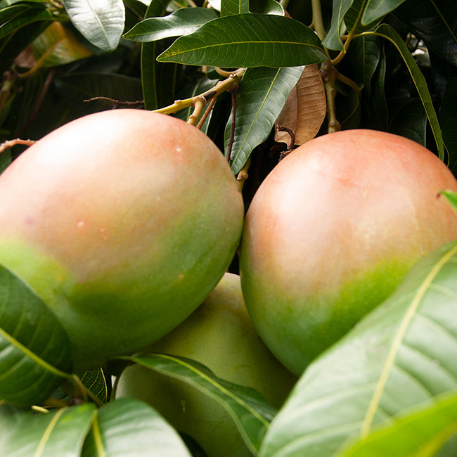 Closeup on two ripe red and green mangos on tree
