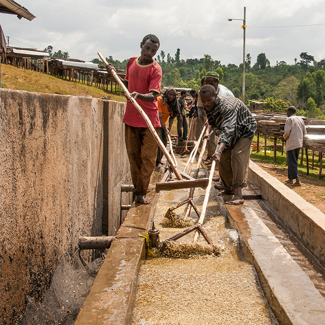 Men raking green coffee beans through troughs of water