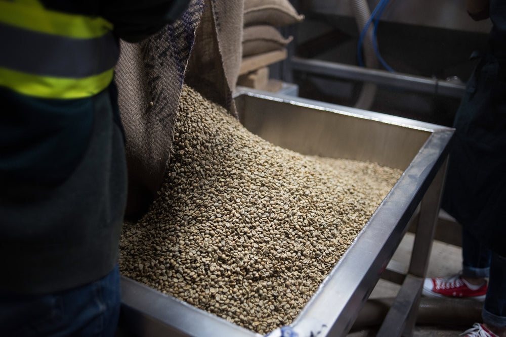 Sack of green coffee beans being transferred to the roaster.