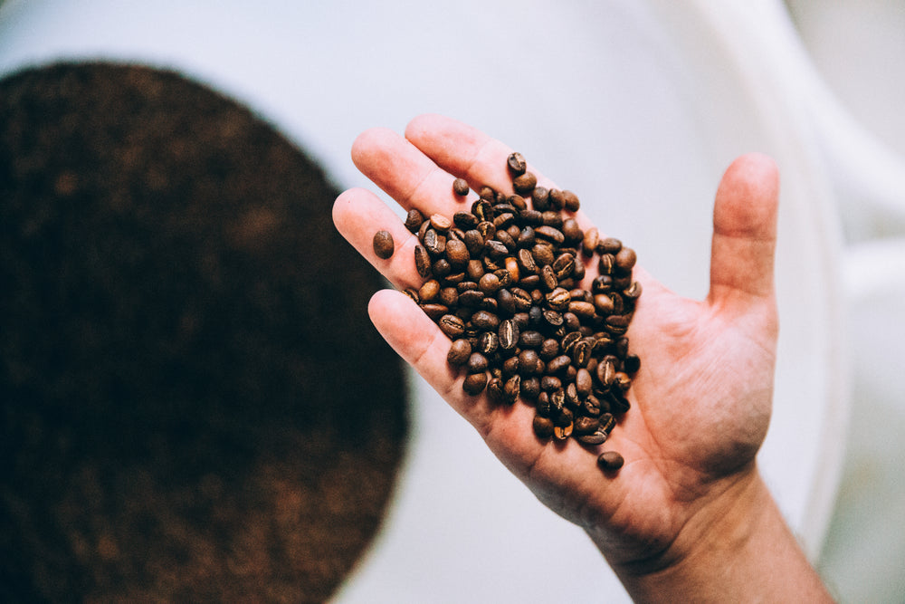 Hand full of roasted coffee beans.